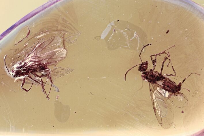 Two Detailed Fossil Winged Ants (Formicidae) In Baltic Amber #307895